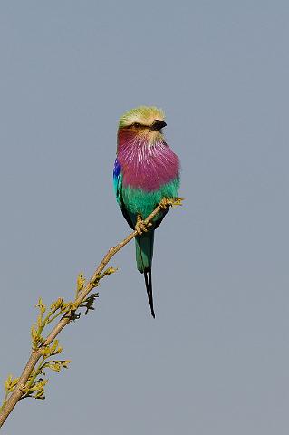 186 Okavango Delta, vorkstaartscharrelaar.jpg
